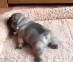 你做好巴哥犬夏季生活的安排了吗？