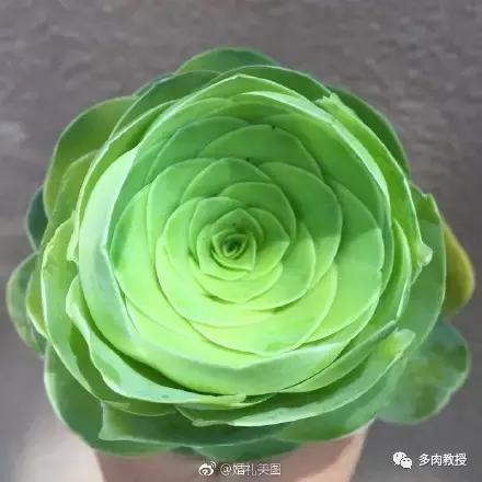 多肉的奇特之处,养的多肉长了蘑菇