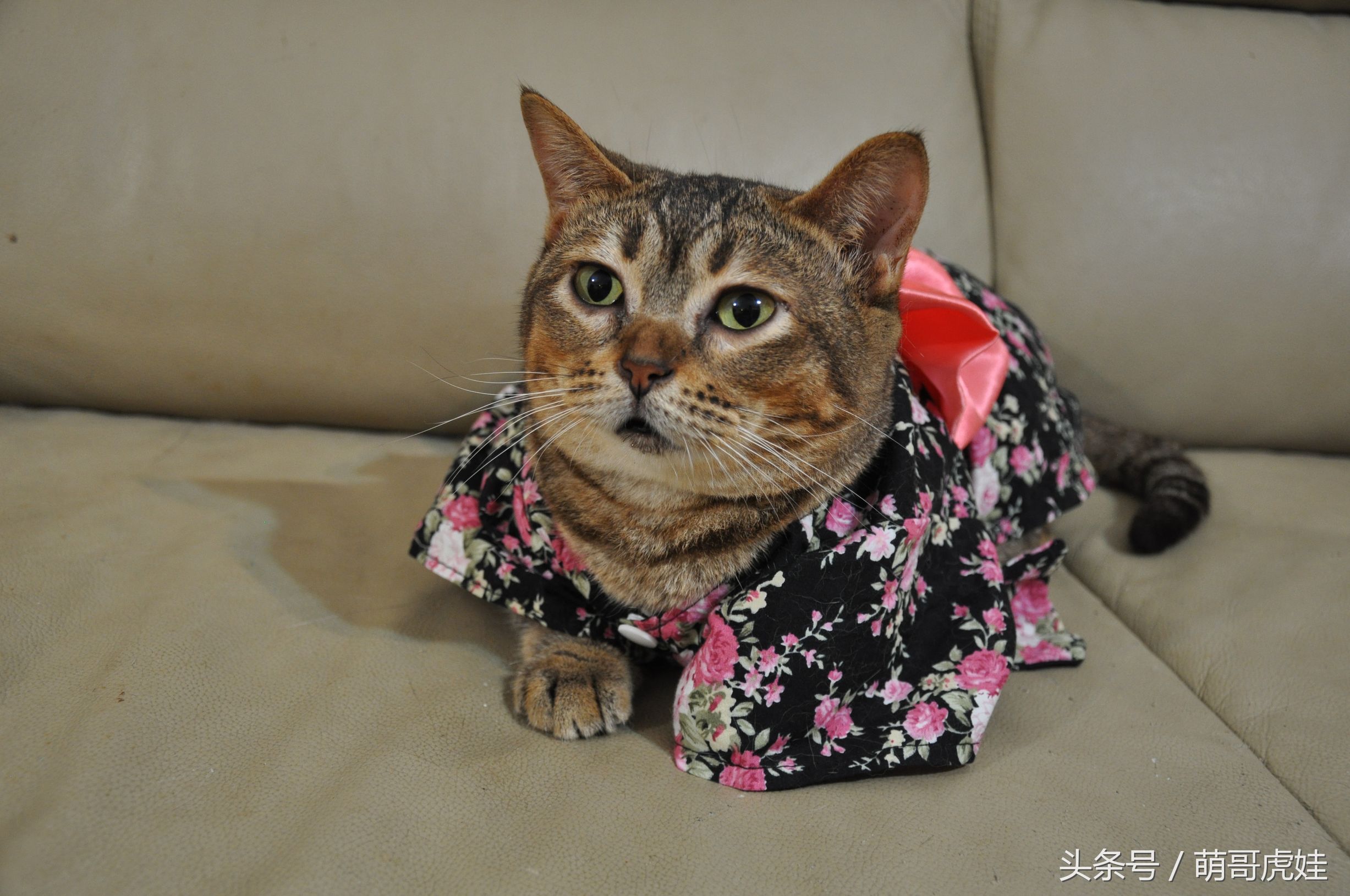 胖乎乎的喵星人妹子，穿上小衣服怎么拍都美美哒，铲屎的边拍照边被萌得满脸血啊