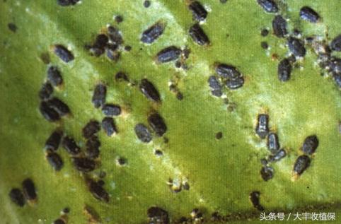 柑橘介壳虫的危害严重,柑橘介壳虫怎么消灭最简单的方法