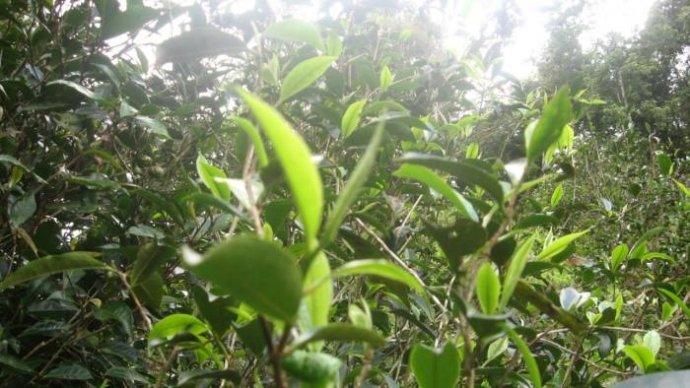 易武茶的特点和口感,易武古茶山简介