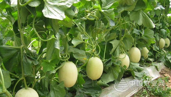 孕妇能吃香蜜瓜吗,孕妇可以吃香瓜吗吃了有哪些好处