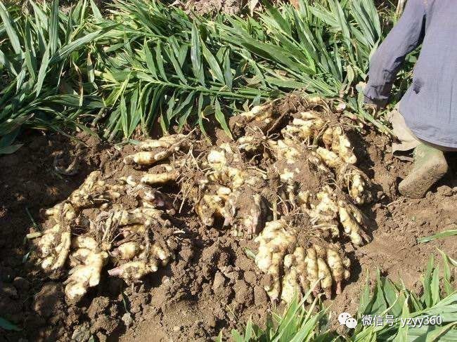 种植粮食一亩能赚多少钱,种植什么农作物一亩地能赚2000