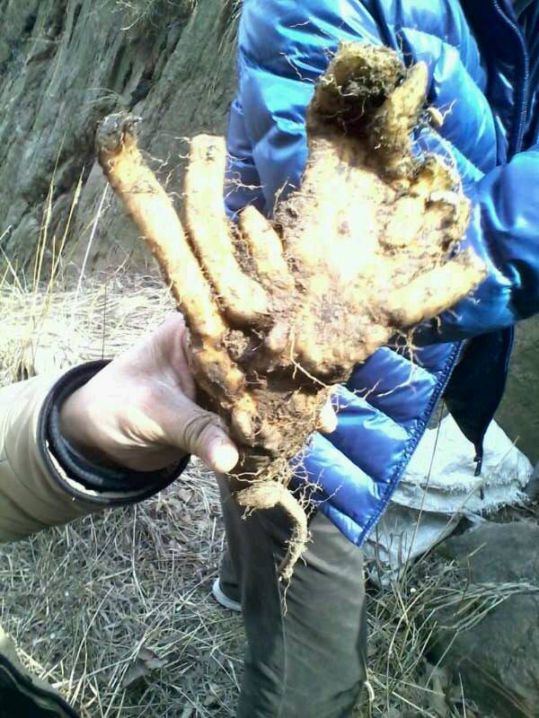 农村山里有什么特产,不起眼的农村土特产是什么