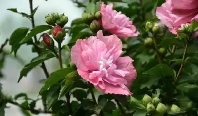 三色木槿的养殖方法和注意事项,木槿和三角梅哪个好养活