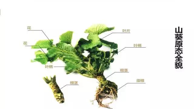 我们最爱吃的是什么,芥末到底有啥好吃的