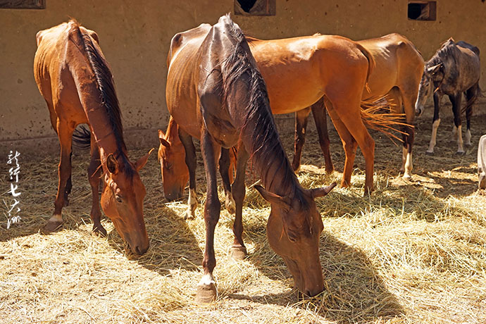 土库曼斯坦血统最纯的汗血宝马,土库曼斯坦最顶级汗血宝马