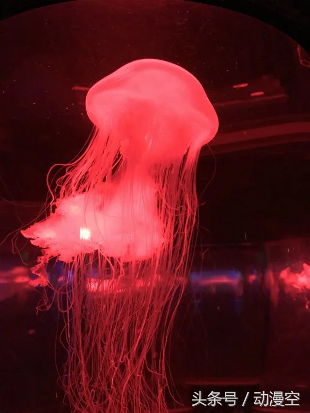 假期去香港澳门玩,近期旅游香港澳门之旅