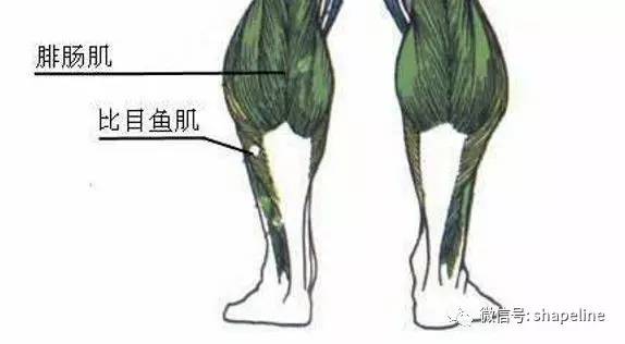 女生怎么才能练好小腿肌肉,小腿肌肉放松拉伸正确动作