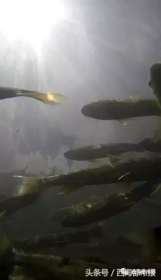 震撼！湟鱼风暴来袭！百万湟鱼洄游……