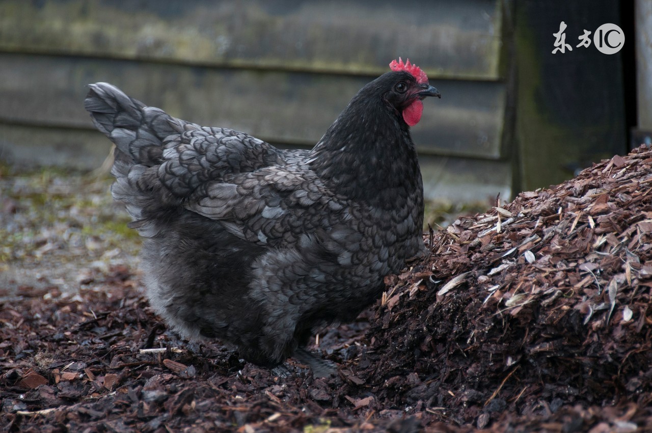 母鸡太肥不下蛋的治疗,为什么母鸡不怎么下蛋