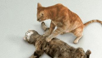 39！度你就受不了？兄弟连多学科开班更火热！