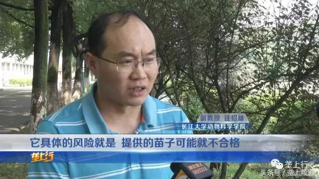 愤怒！网购鹅苗一天死一箩筐！