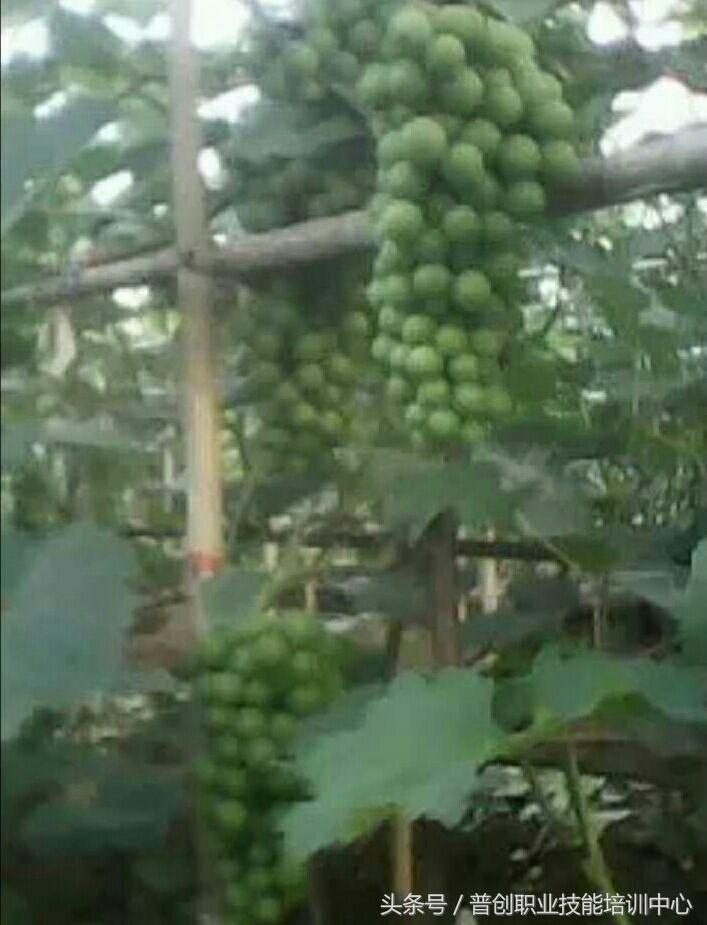 葡萄种植管理技术唐老师,如何管理葡萄才能高产的技术