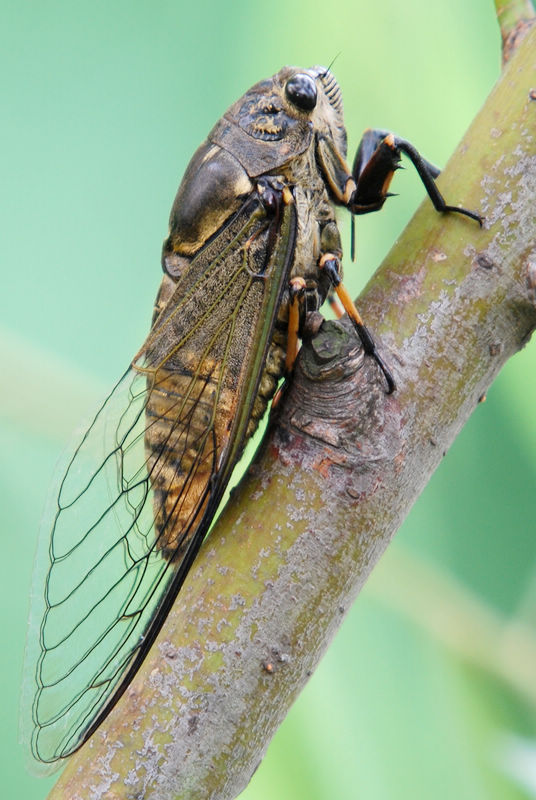 回忆一下2018年的神兽们,记录曾经神兽们的点点滴滴