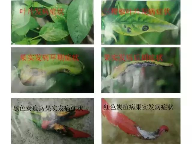 辣椒卷叶病虫害图谱及防治方案,辣椒病虫害大全