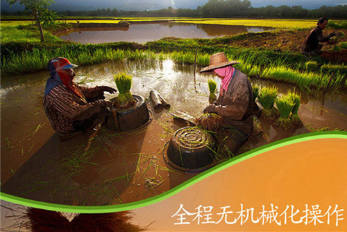 柬埔寨大米和东北大米哪个好吃,柬埔寨香米比国产大米好吃吗