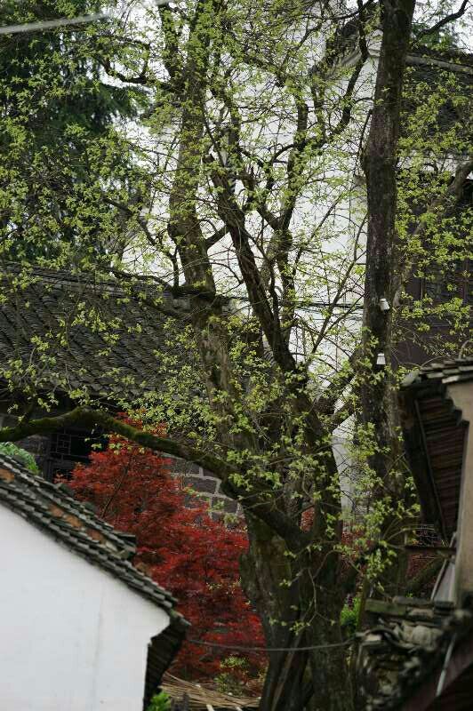 象山县石浦镇是城镇吗,象山石浦镇古城地图