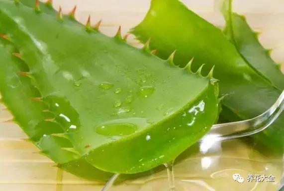 什么花驱虫又香,什么花驱虫又不伤人