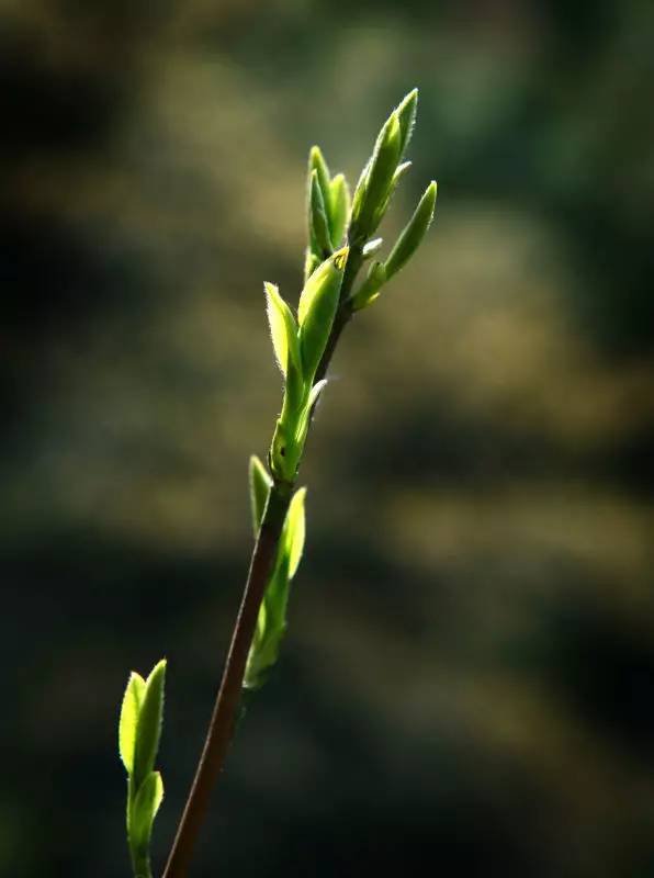 茶传媒采访视频,茶传媒深度访谈