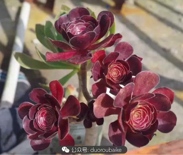 大浙江的多肉也来拉仇恨咯！即使淋雨也不褪色！我有妙招！