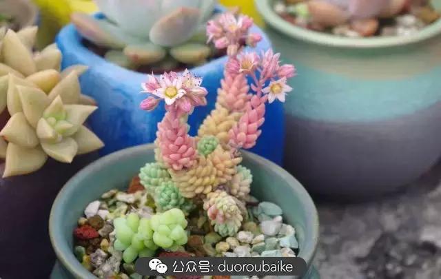 大浙江的多肉也来拉仇恨咯！即使淋雨也不褪色！我有妙招！