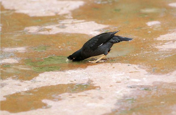 八哥鸟怎么养才能亲近人,养了一年的八哥鸟会怎样