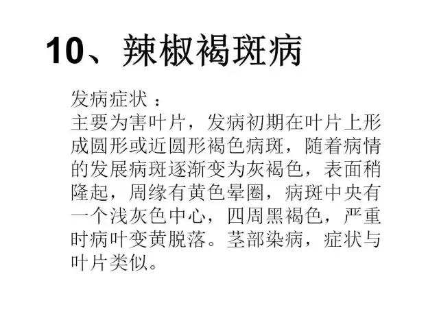 辣椒卷叶病虫害图谱及防治方案,辣椒病虫害大全