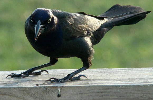 八哥鸟怎么养才能亲近人,养了一年的八哥鸟会怎样