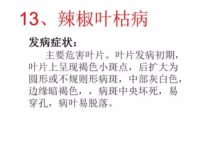 辣椒卷叶病虫害图谱及防治方案,辣椒病虫害大全