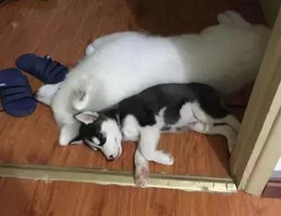 哈士奇和萨摩耶一起养,同时养哈士奇萨摩耶和阿拉斯加