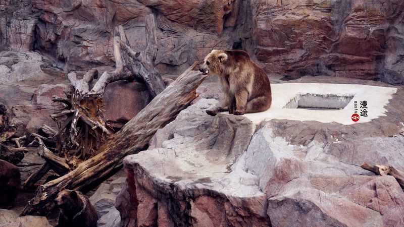 长隆亲子两大两小旅游攻略,珠海长隆横琴湾酒店亲子攻略