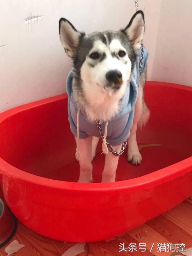 哈士奇为什么拉稀屎,哈士奇吃了米饭拉稀