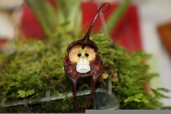 罕见又难养的兰花,最适合养的奇花兰花