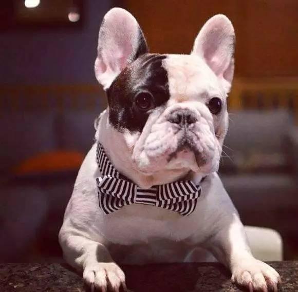 千万不要买市场上的狗,网上买狗买家秀