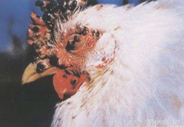 一只蚊子影响一座城,一只蚊子带来的灾难