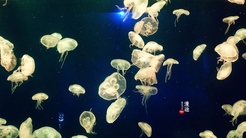 长隆亲子两大两小旅游攻略,珠海长隆横琴湾酒店亲子攻略