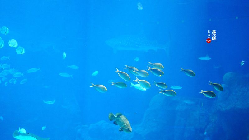 长隆亲子两大两小旅游攻略,珠海长隆横琴湾酒店亲子攻略