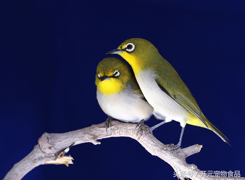 绣眼鸟怎样的好,绣眼鸟用什么料最好