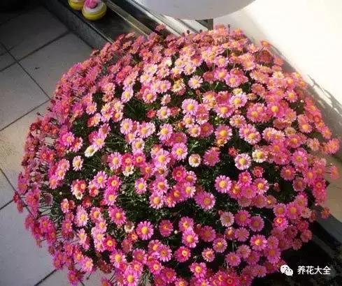 夏季发财树一般多少天浇水一次 (夏季多肉晴天浇水还是雨天浇水)