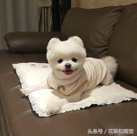 狗狗送人原主人能要回吗,把狗狗送给别人还能要回来吗