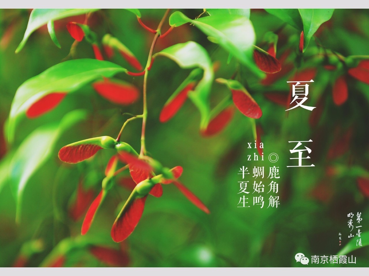 栖霞山丨夏至：翻空白鸟时时见，照水红蕖细细香