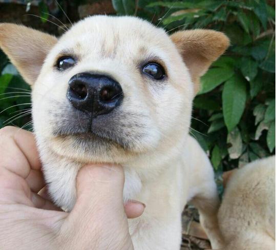 土狗的智商为什么最低,土狗智商其实很高的