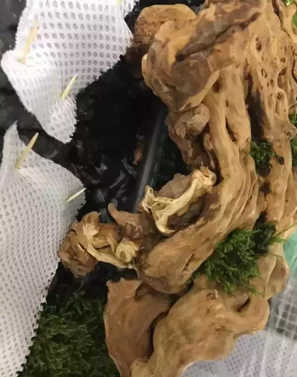 雨林缸生态水景,家居小鱼缸造景