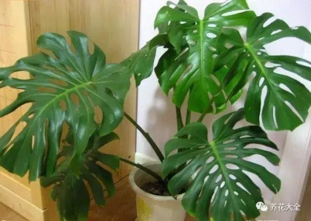 夏季发财树一般多少天浇水一次 (夏季多肉晴天浇水还是雨天浇水)