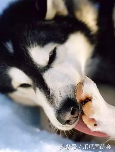 狗狗常见对称性皮炎,狗狗最常见的皮肤病有哪些