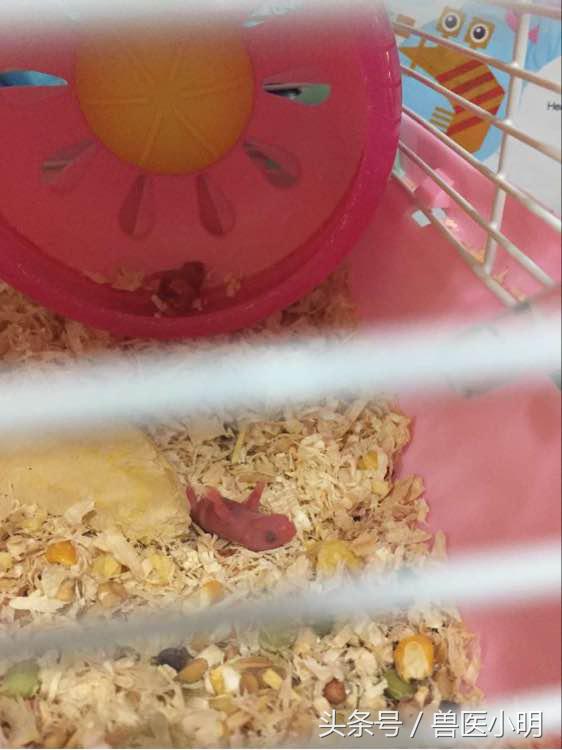 仓鼠生孩子中途被吓到会怎么样,仓鼠生孩子出现意外怎么办