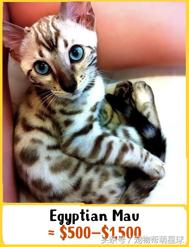 猫什么品种最值得买,猫的奢侈品种有哪些