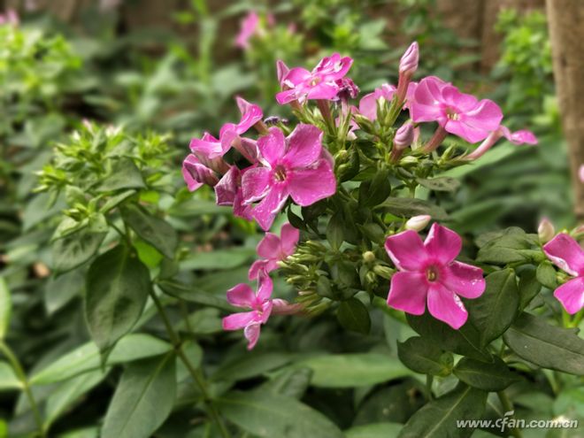 一加5骁龙835手机多少钱,1499元一加5手机