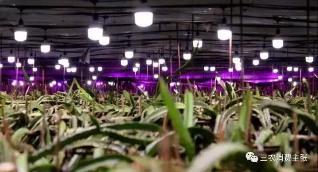 鍐滄潙鐏緳鏋滅伅鍏夌,鐏緳鏋滃熀鍦板闂翠笂婕旂伅鍏夌